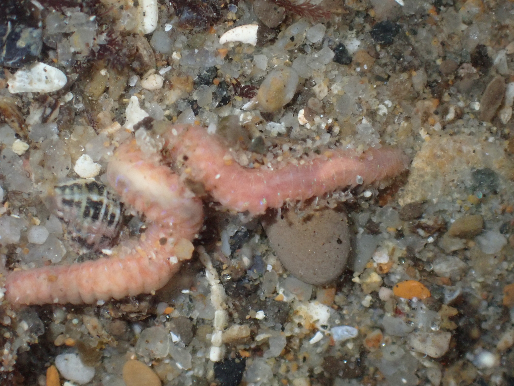 Pareurythoe californica (Johnson, 1897)