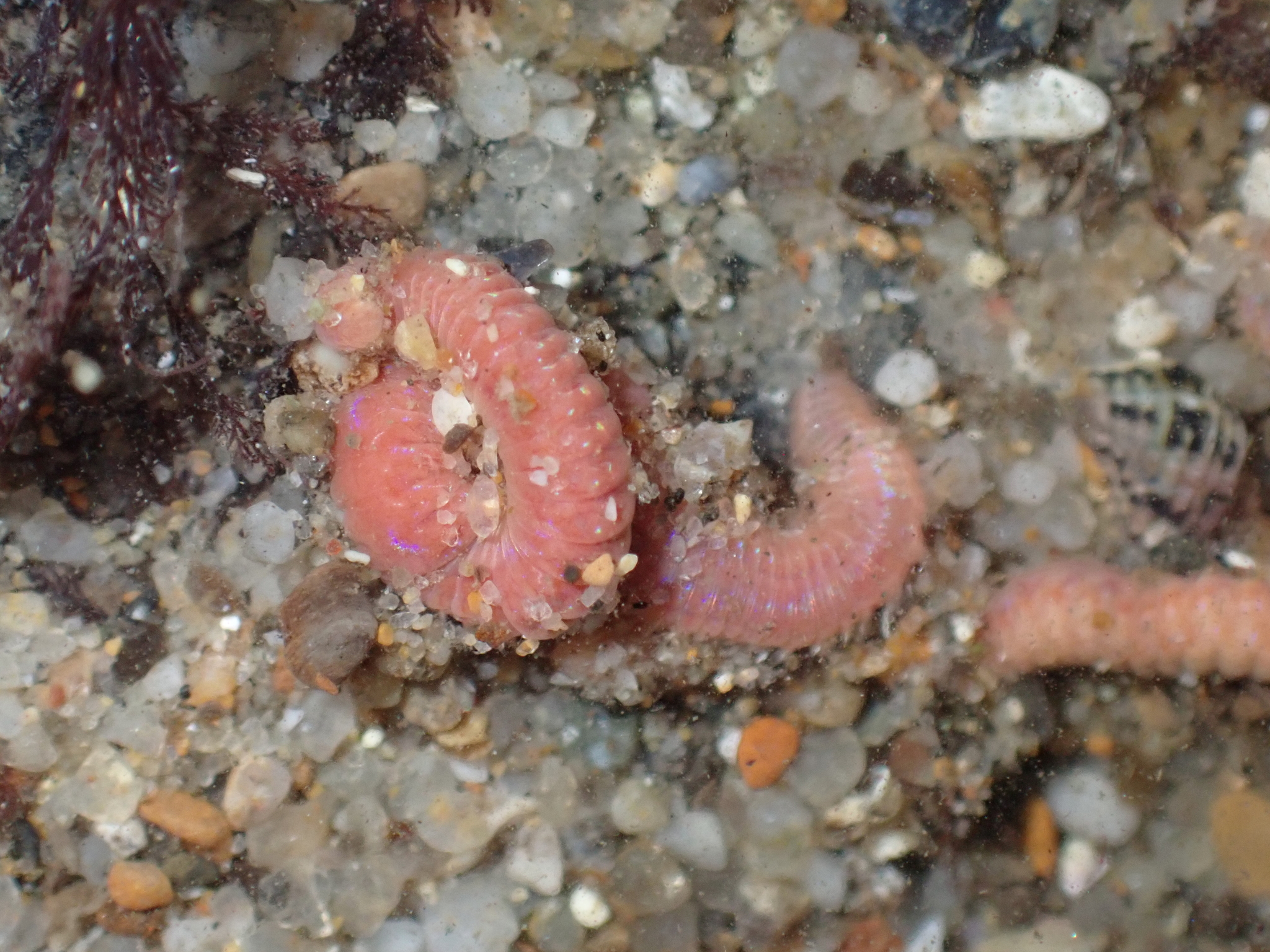 Pareurythoe californica (Johnson, 1897)