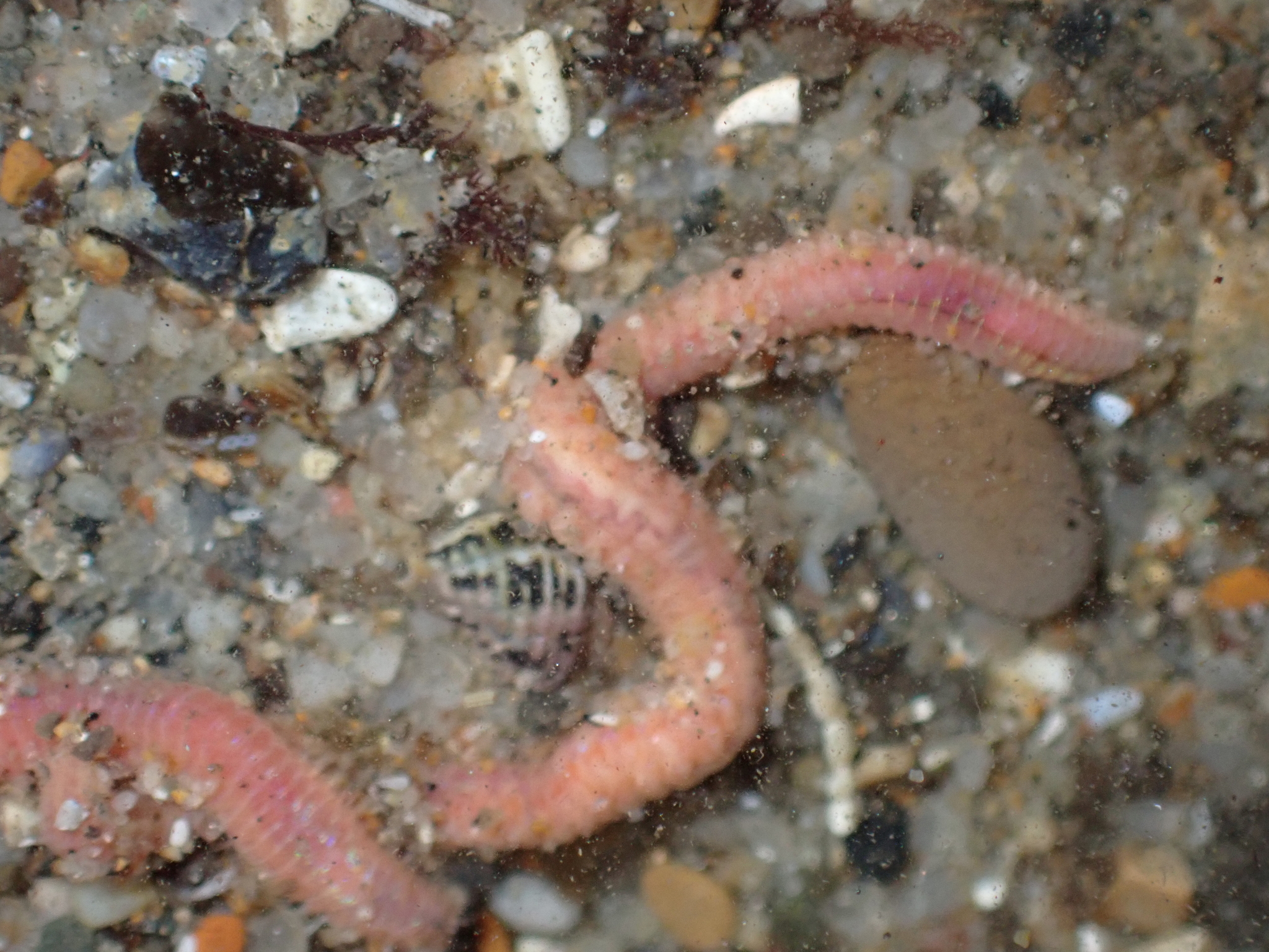 Pareurythoe californica (Johnson, 1897)