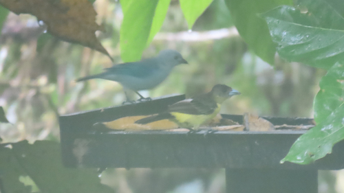 Flame-rumped Tanager (Ramphocelus flammigerus), photo 2