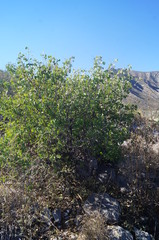 Senegalia crassifolia