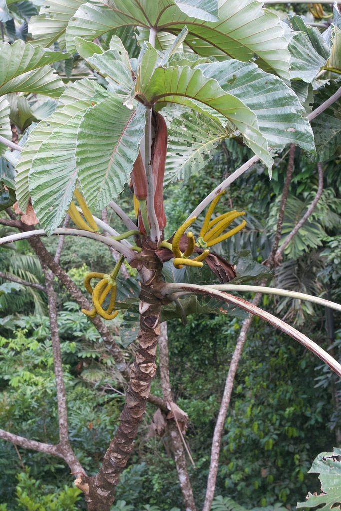 Cecropia insignis