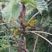 Cecropia insignis - Photo (c) Riley Fortier, some rights reserved (CC BY-NC), uploaded by Riley Fortier