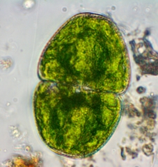 Cosmarium pyramidatum