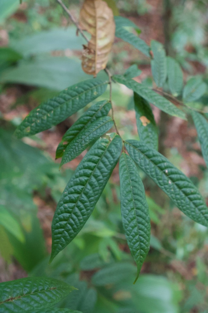 Unonopsis bullata