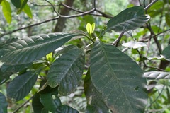 Tovomita longifolia image