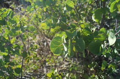 Senegalia crassifolia