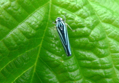 Poecilocarda cosmopolita