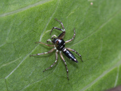 Cosmophasis baehrae