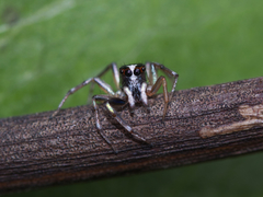 Cosmophasis baehrae