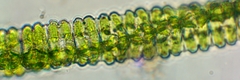 Desmidium aptogonum