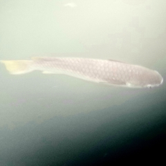 Ellochelon vaigiensis