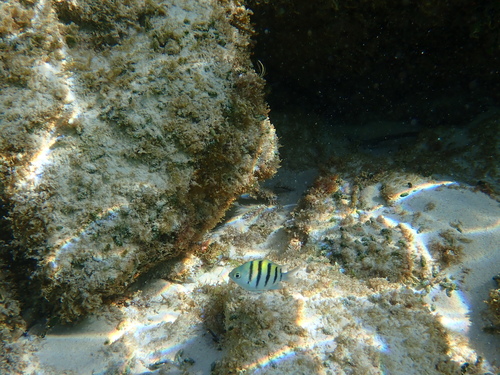Abudefduf saxatilis