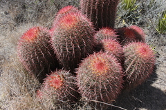 Ferocactus pilosus
