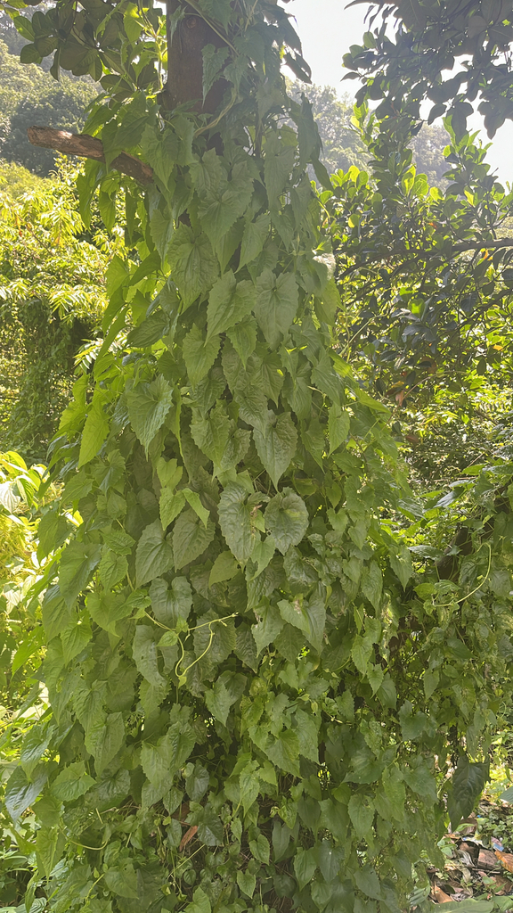 American rope, Chinese creeper, Mile-a-minute weed (Mikania micrantha)