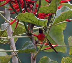 Aethopyga gouldiae