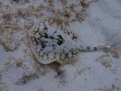 Urobatis jamaicensis