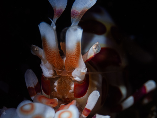 Photo of Harlequin shrimp (Hymenocera picta)