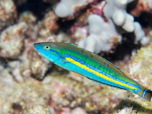 Pseudojuloides cerasinus observed 2026-02-01