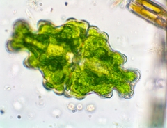 Euastrum humerosum