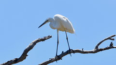 Ardea alba modesta