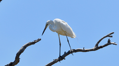 Ardea alba modesta