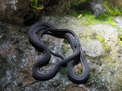 Xenodermus javanicus