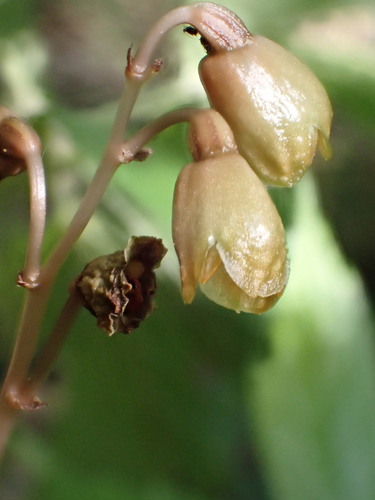 Gastrodia gracilis iNat (2)