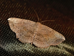 Maxera marchalii