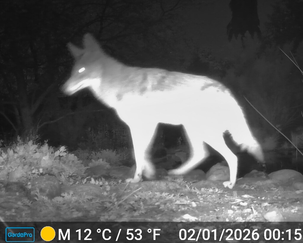 Coyote in February 2026 by John F. Green. First animal of the month ...