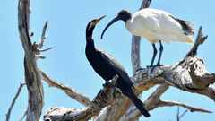 Anhinga novaehollandiae