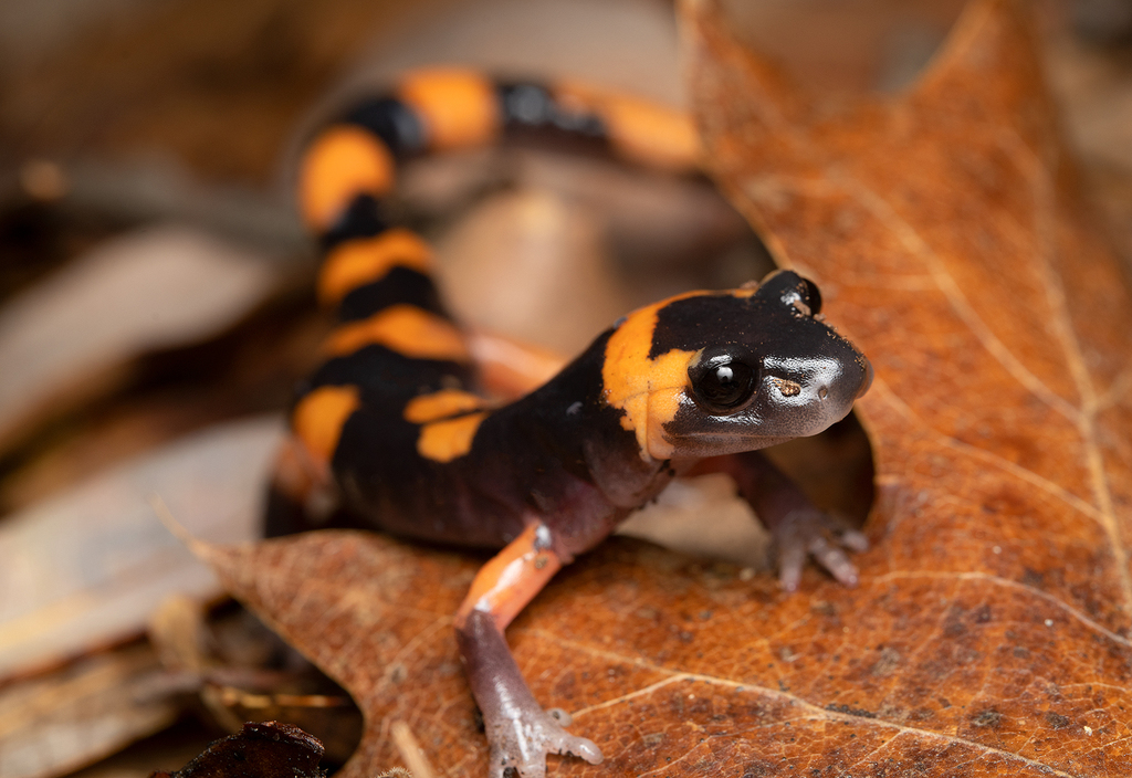 Ensatinas