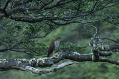 Accipiter chilensis