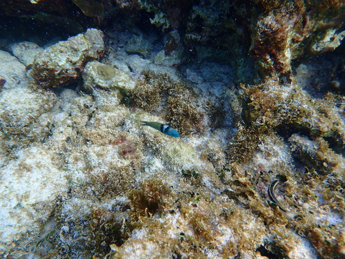 Thalassoma bifasciatum