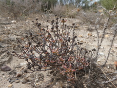 Lampranthus leptaleon