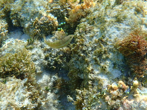 Halichoeres bivittatus