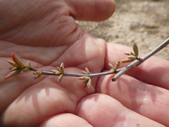 Lampranthus leptaleon
