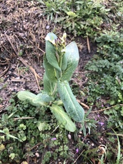 Brassicaceae