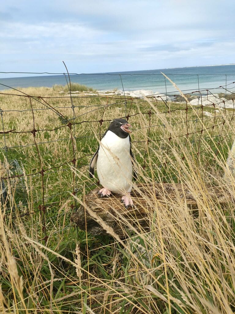 Snares penguin resting in tussock grass near the coast