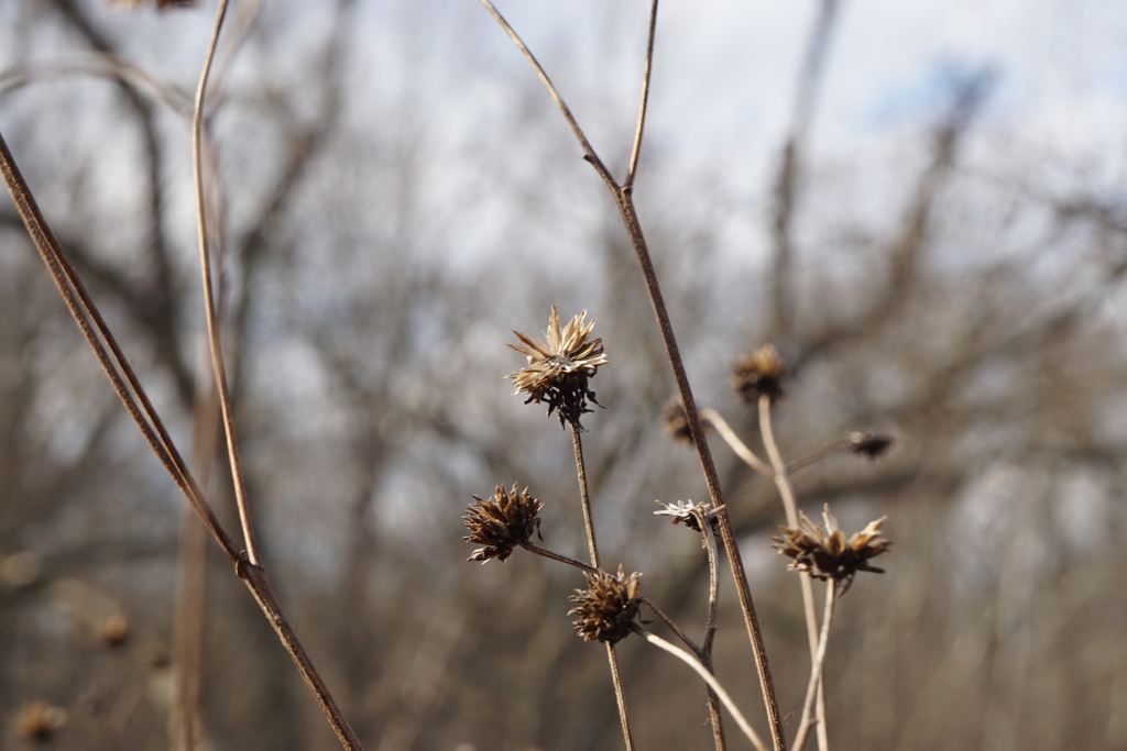 Wingstem Dead Wingstem from Hunterdon County, NJ, USA on February 9, 2020 at 03:50 PM ...