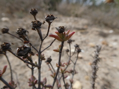 Lampranthus leptaleon