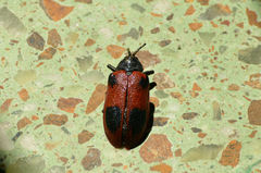 Coraliomela quadrimaculata