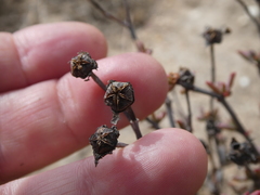 Lampranthus leptaleon