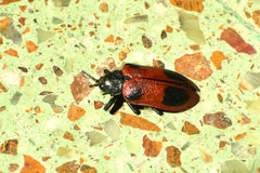 Coraliomela quadrimaculata