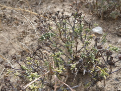 Lampranthus leptaleon