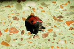 Coraliomela quadrimaculata