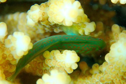Blauwvlek-koraalgrondel (Gobiodon histrio) — Gobiidae — 3