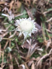 Angiospermae