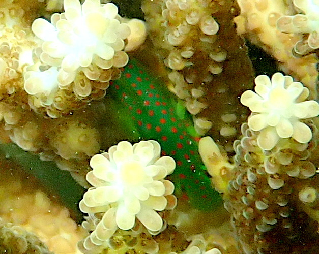 Red-Spotted Coralgoby photo 5
