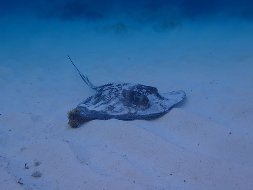 Hypanus americanus